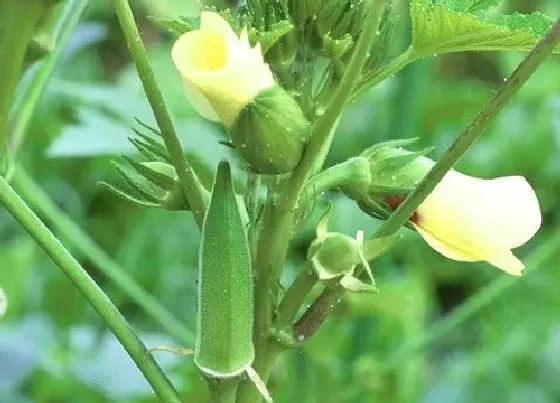 植物常识问题|秋葵什么时候种