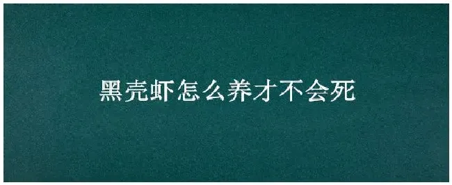 黑壳虾怎么养才不会死 | 三农答疑