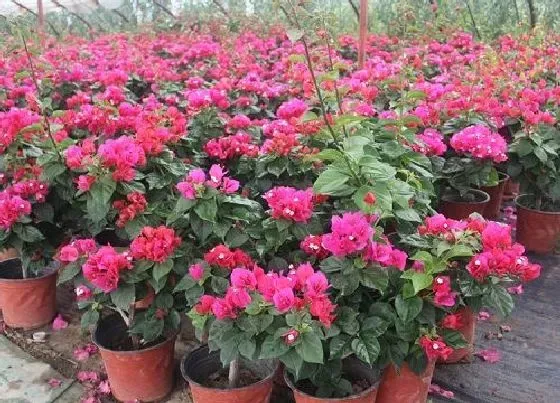植物常识问题|三角梅如何正确整株打叉花多又艳