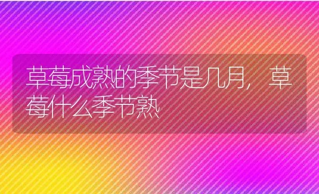 草莓成熟的季节是几月,草莓什么季节熟 | 养殖常见问题