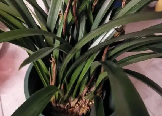 植物常识问题|6月份兰花能淋雨吗