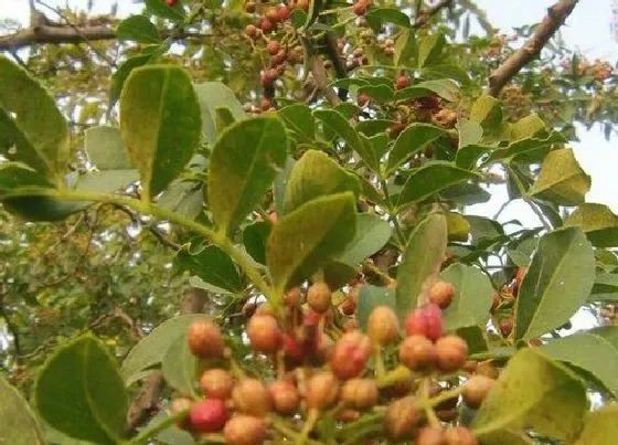 植物常识问题|花椒树什么时候栽最好 花椒树苗几月份移栽合适