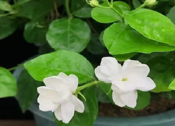 植物常识问题|冬季茉莉花叶片一捏就碎如何处理