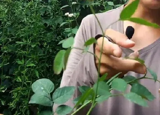 植物常识问题|春天修剪花卉要注意什么