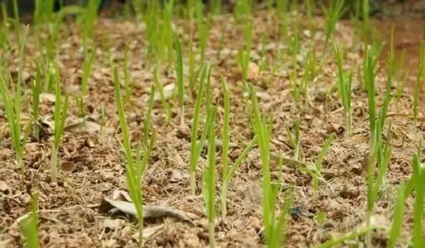 植物常识问题|大蒜出苗不齐有的不生根（大蒜出苗细是什么原因造成的）