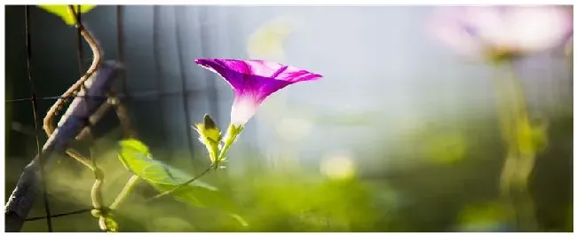 牵牛花种子怎么种植 | 三农问答