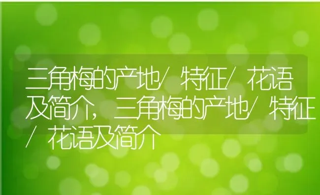 三角梅的产地/特征/花语及简介,三角梅的产地/特征/花语及简介 | 养殖常见问题