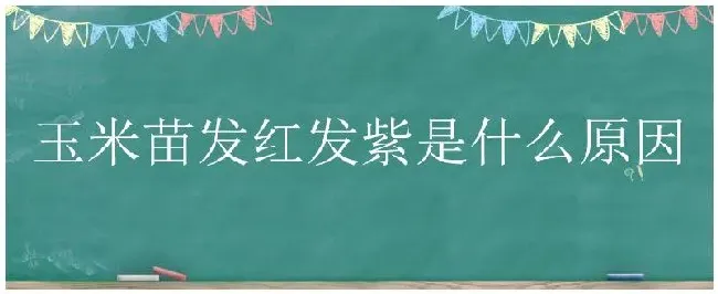 玉米苗发红发紫是什么原因 | 农业答疑