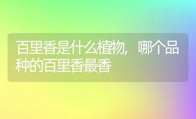 百里香是什么植物,哪个品种的百里香最香 | 养殖常见问题