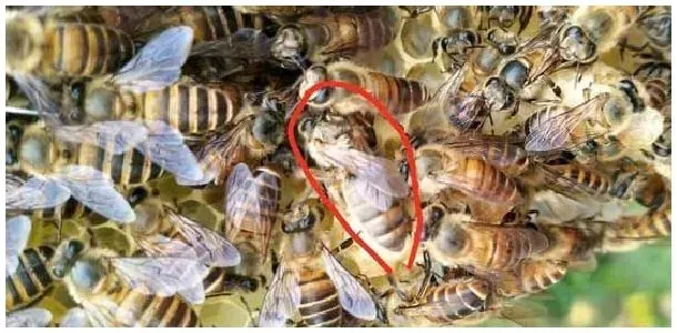 一个蜂群中有几只蜂王？ | 生活常识