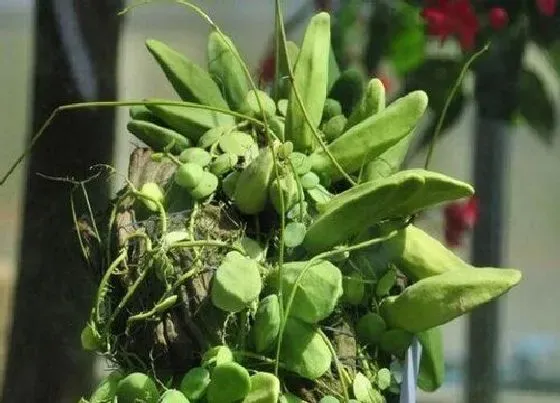 植物常识问题|玉荷包吊兰如何栽种