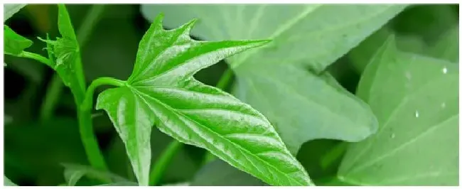 红薯育苗的方法 | 科普知识