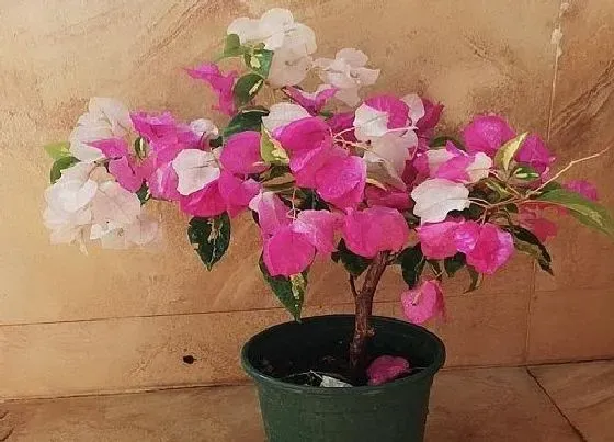 植物常识问题|秋天怎么养三角梅准能开花
