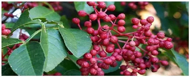 花椒树的病害怎么治 | 生活常识