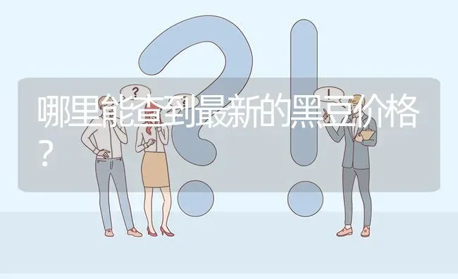 哪里能查到最新的黑豆价格? | 养殖问题解答