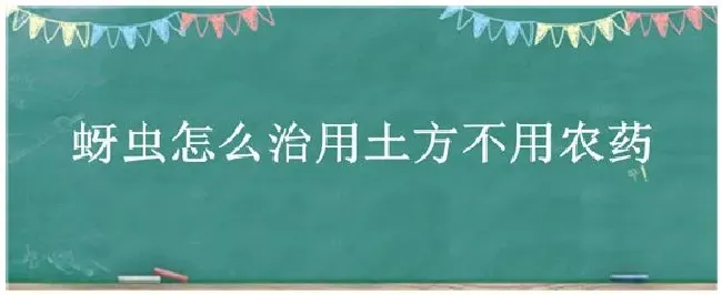 蚜虫怎么治用土方不用农药 | 生活常识