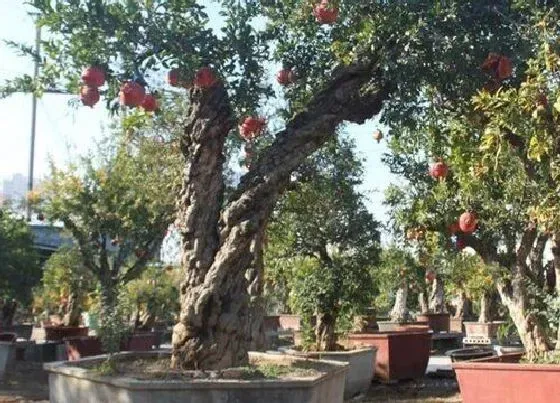 植物常识问题|家门前种什么树比较旺财 家门口栽什么树镇宅风水好