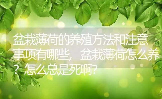 盆栽薄荷的养殖方法和注意事项有哪些,盆栽薄荷怎么养？怎么总是死啊？ | 养殖常见问题