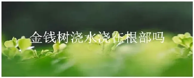 金钱树浇水浇在根部吗 | 三农问答