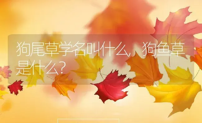 狗尾草学名叫什么,狗鱼草是什么？ | 养殖常见问题