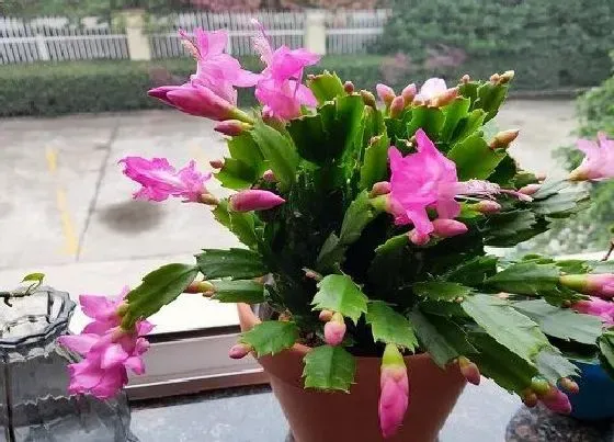 植物常识问题|立秋后怎么养蟹爪兰顺利躲过秋老虎