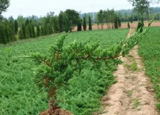 植物常识问题|灌木和乔木的区别