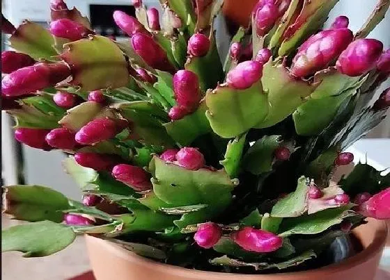 植物常识问题|立秋后怎么养蟹爪兰顺利躲过秋老虎