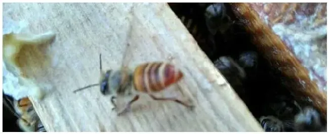 冬天蜜蜂不缺蜜为什么整箱死？ | 三农答疑