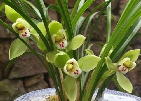 植物常识问题|兰花生长期如何促进它花芽分化