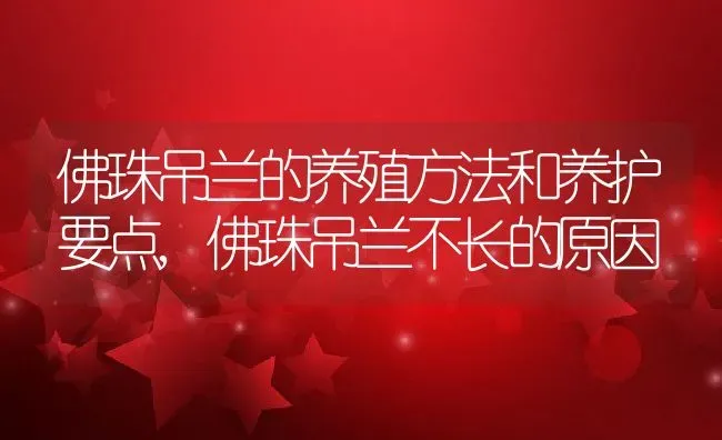 佛珠吊兰的养殖方法和养护要点,佛珠吊兰不长的原因 | 养殖常见问题