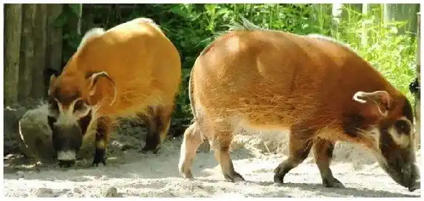 中国有养殖红河猪吗 | 三农问答