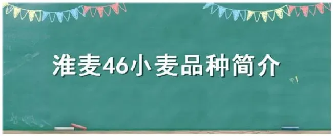 淮麦46小麦品种简介 | 生活常识