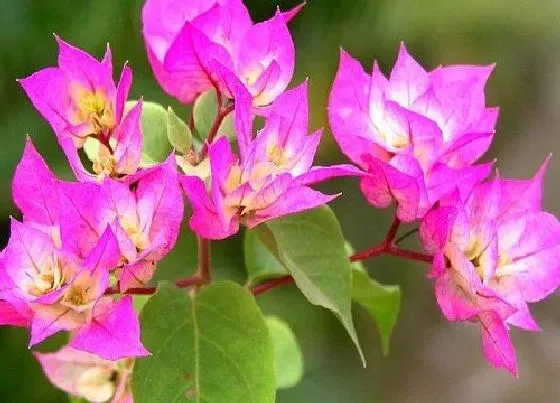 植物常识问题|三角梅如何正确整株打叉花多又艳