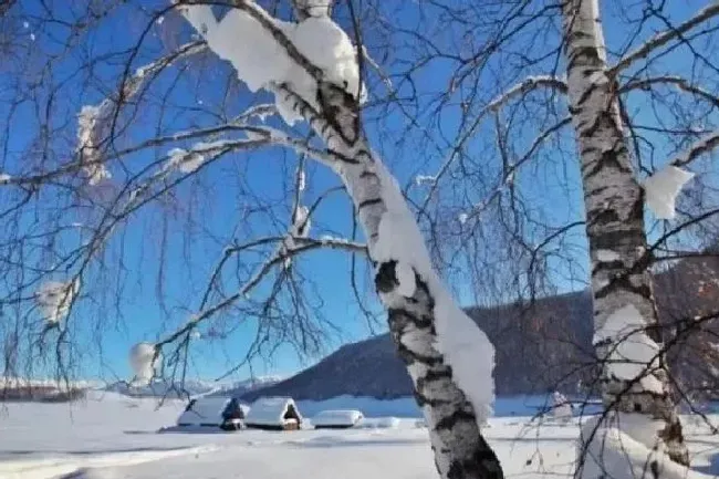 植物常识问题|大范围雨雪即将重启又要来了 新一轮大范围雨雪再度来袭