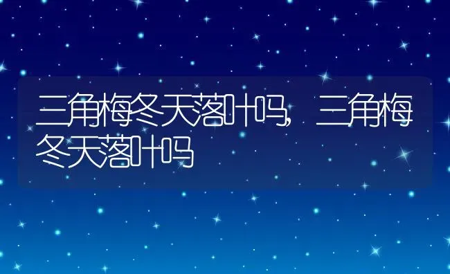 三角梅冬天落叶吗,三角梅冬天落叶吗 | 养殖常见问题