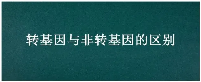 转基因与非转基因的区别 | 农业问题