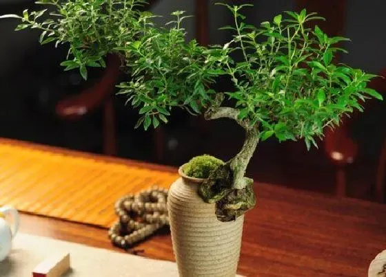 植物常识问题|六月雪好养吗