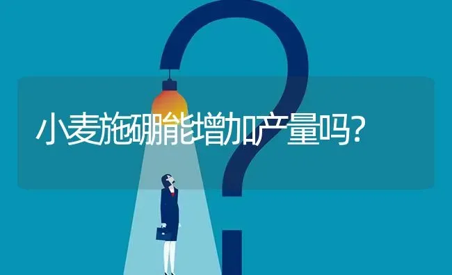 小麦施硼能增加产量吗? | 养殖问题解答