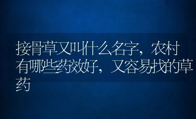 接骨草又叫什么名字,农村有哪些药效好，又容易找的草药 | 养殖常见问题