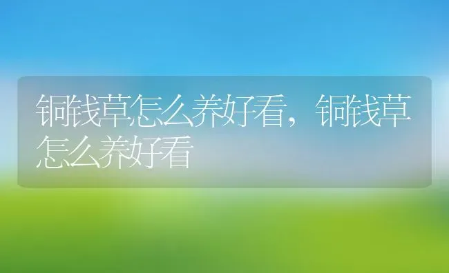 铜钱草怎么养好看,铜钱草怎么养好看 | 养殖常见问题