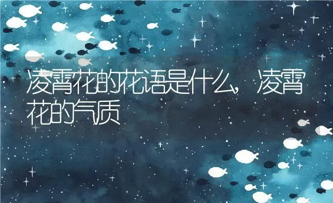 凌霄花的花语是什么,凌霄花的气质 | 养殖常见问题