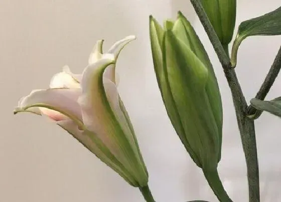 植物常识问题|百合花能吃吗 新鲜百合花的食用方法与好处