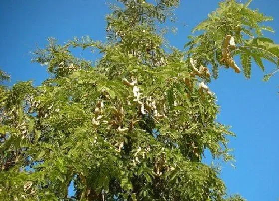 植物常识问题|灌木和乔木的区别