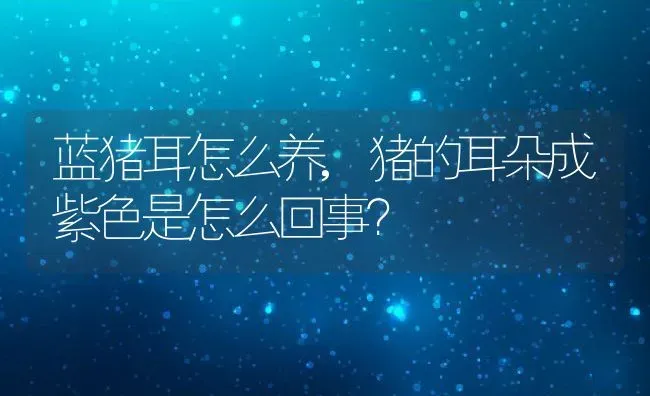 蓝猪耳怎么养,猪的耳朵成紫色是怎么回事？ | 养殖常见问题