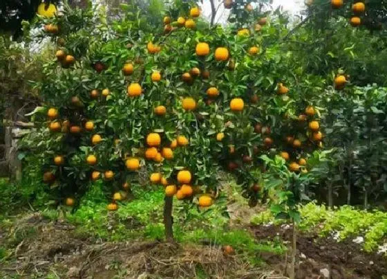 植物常识问题|家门前种什么树比较旺财 家门口栽什么树镇宅风水好