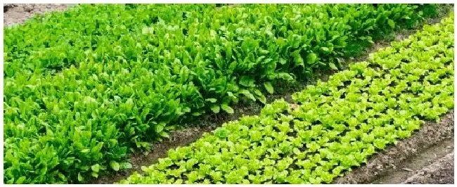 如何管理维护菜地 | 农业常识
