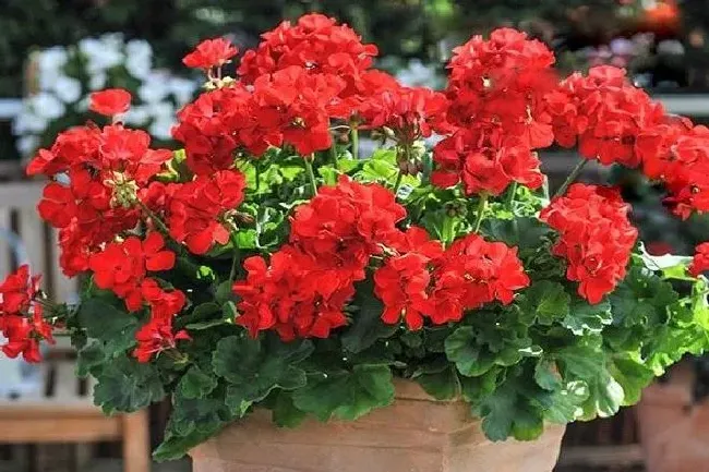 植物常识问题|天竺葵养在家里好不好