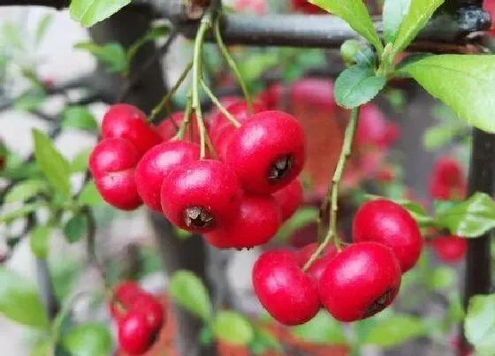 植物常识问题|教大家怎么来给吉祥果修剪