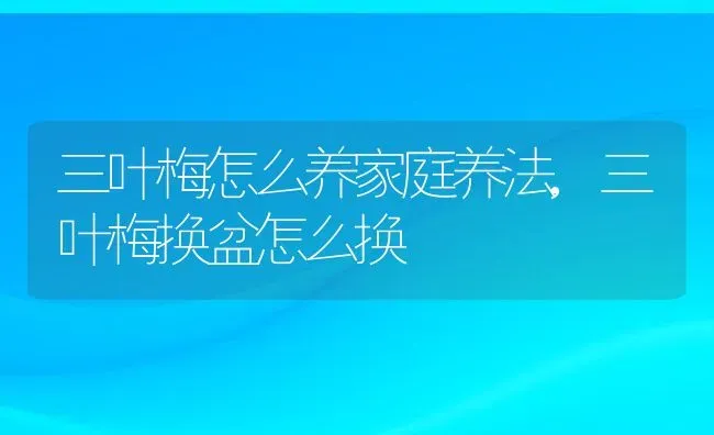 三叶梅怎么养家庭养法,三叶梅换盆怎么换 | 养殖常见问题