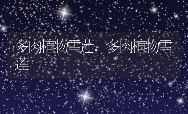 多肉植物雪莲,多肉植物雪莲 | 养殖常见问题